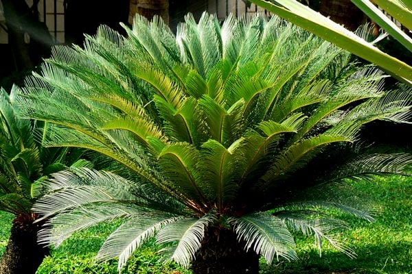 آفات و بیماری های گیاه سیکاس